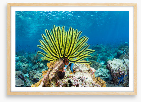 Yellow crinoid fan