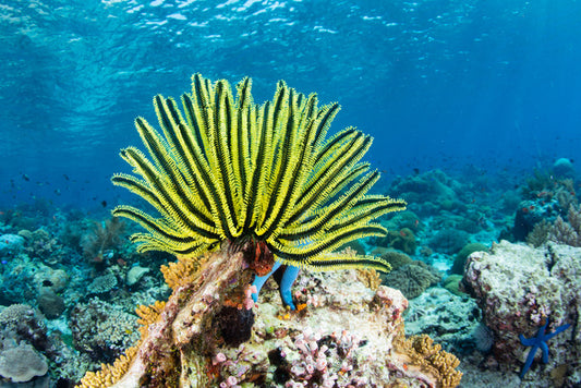 Yellow crinoid fan