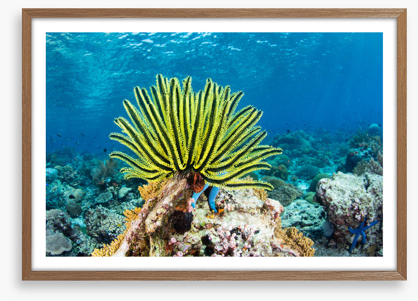 Yellow crinoid fan