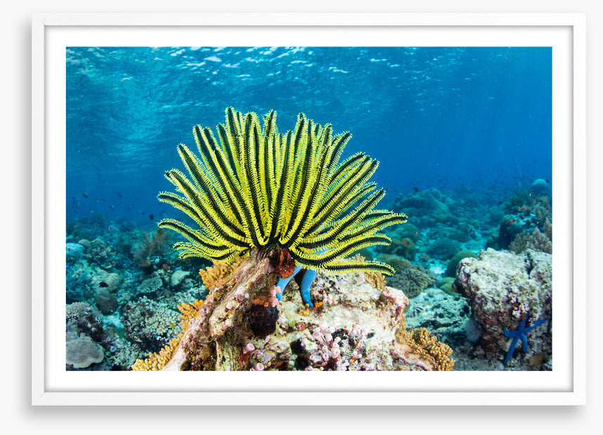 Yellow crinoid fan