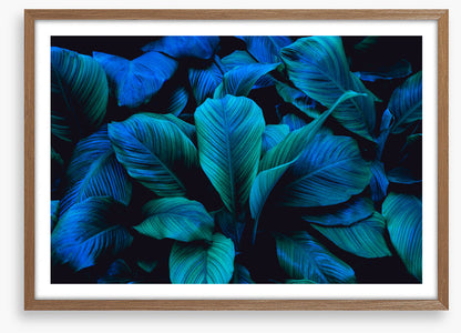 Leafy blues 1