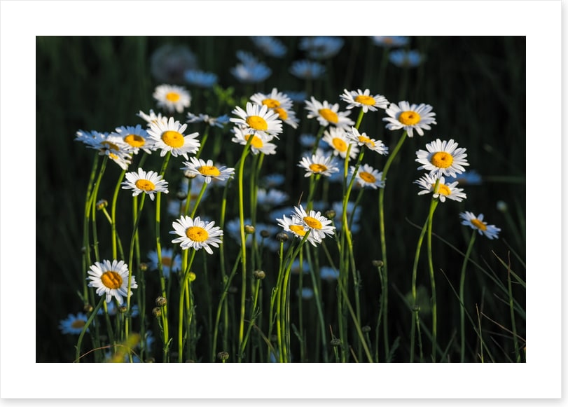 Meadows