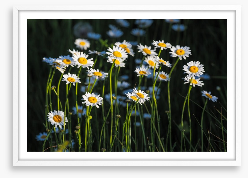 Meadows