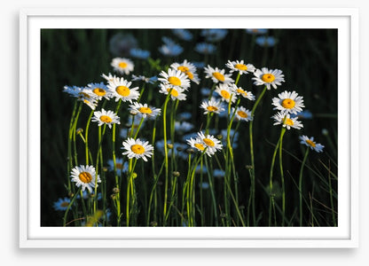 Meadows