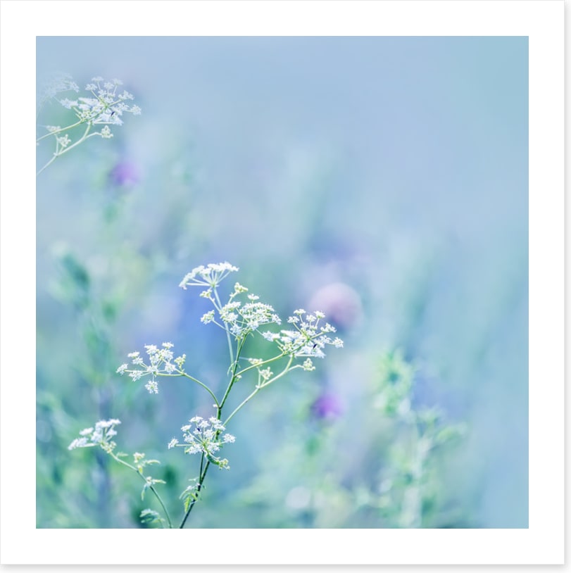 Meadows