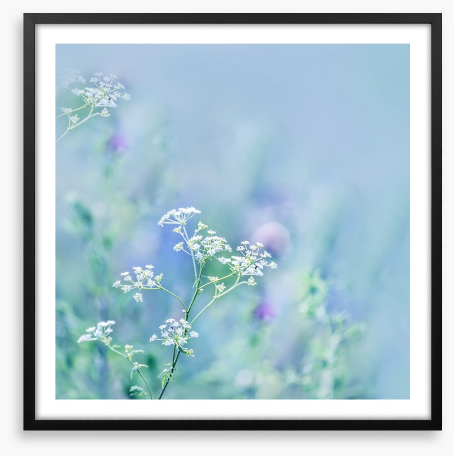 Meadows