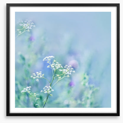 Meadows