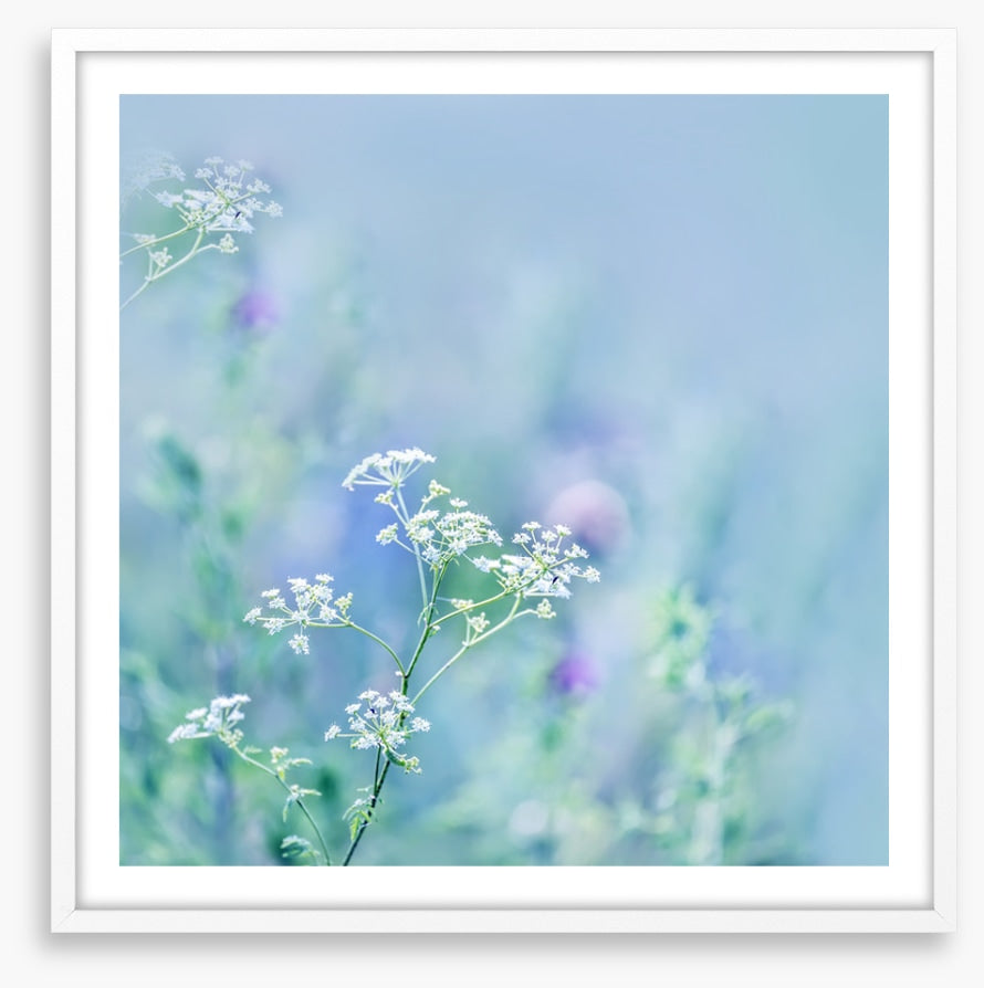 Meadows
