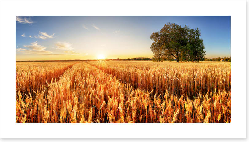 Way through the wheat