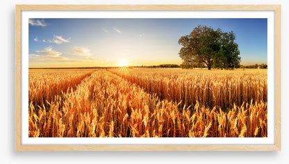 Way through the wheat