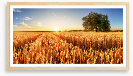 Way through the wheat