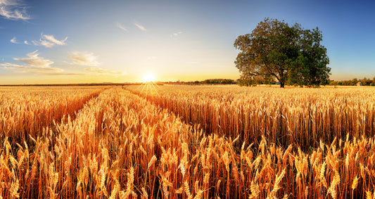 Way through the wheat