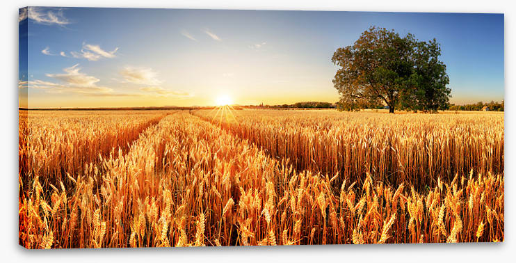 Way through the wheat