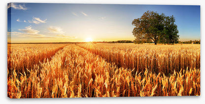 Way through the wheat