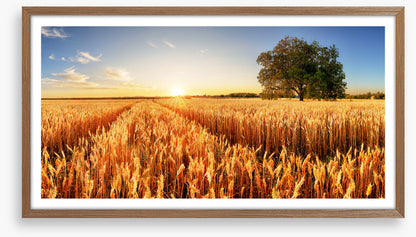 Way through the wheat
