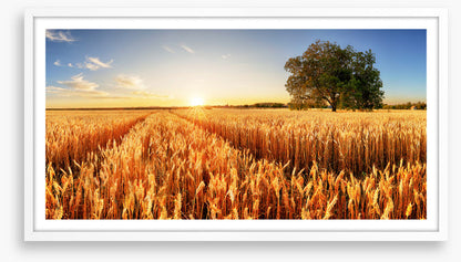 Way through the wheat