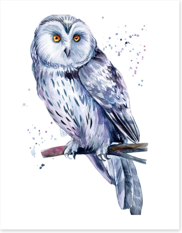 Birds