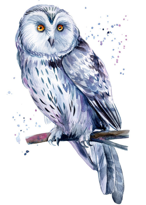 Birds