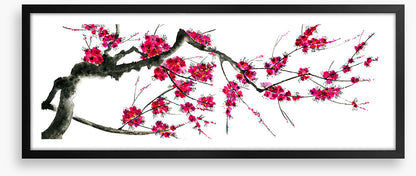 Plum mei panoramic