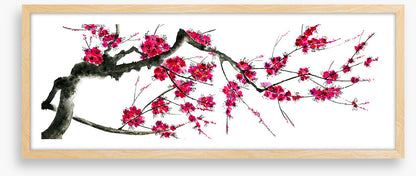 Plum mei panoramic
