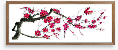 Plum mei panoramic