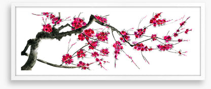 Plum mei panoramic