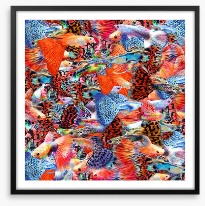 Plenty more fish II