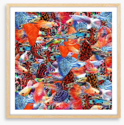 Plenty more fish II