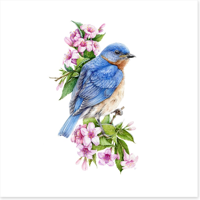 Birds