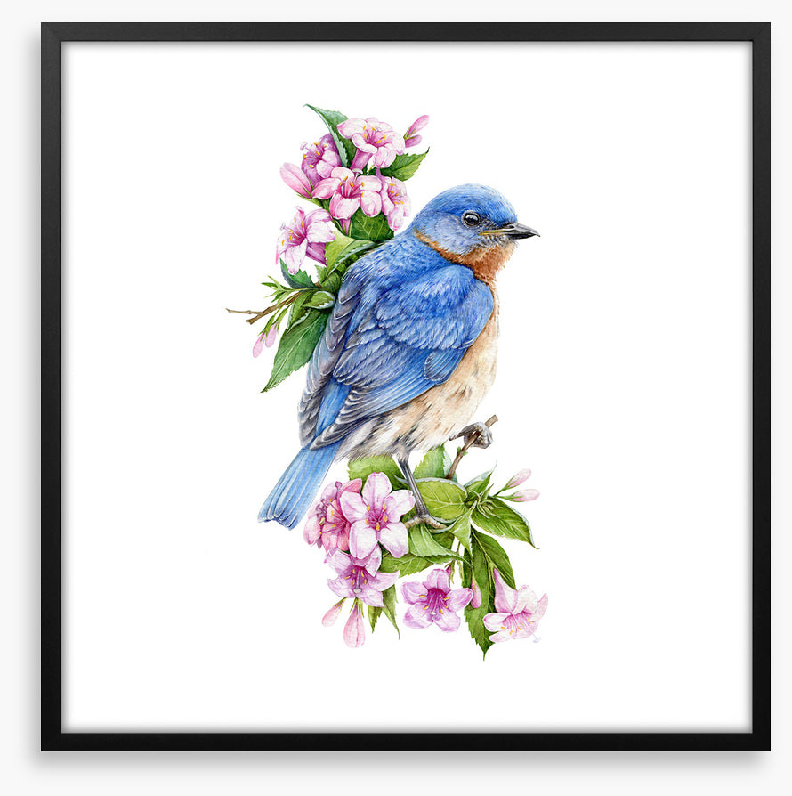 Birds