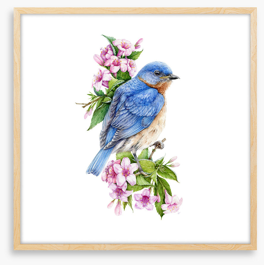 Birds