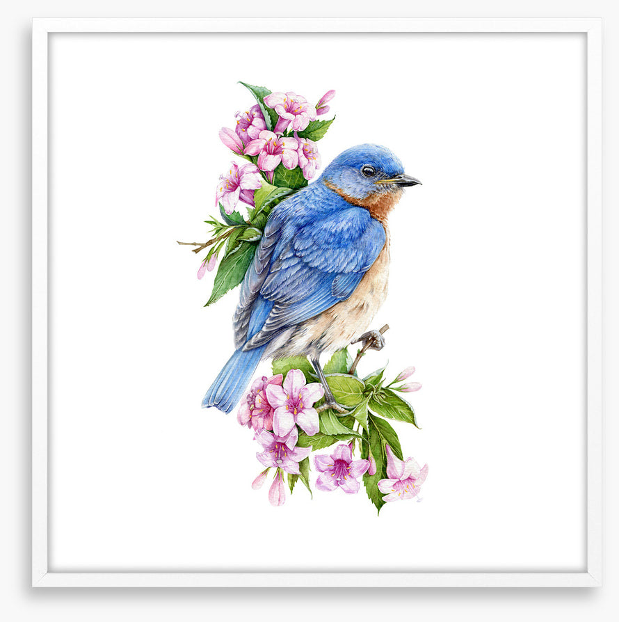 Birds