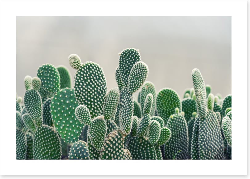 Prickly pears