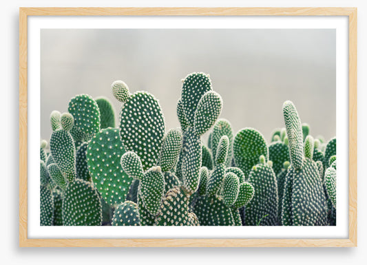 Prickly pears