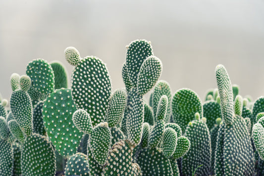 Prickly pears
