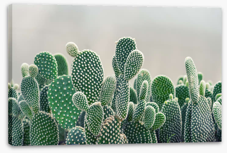 Prickly pears