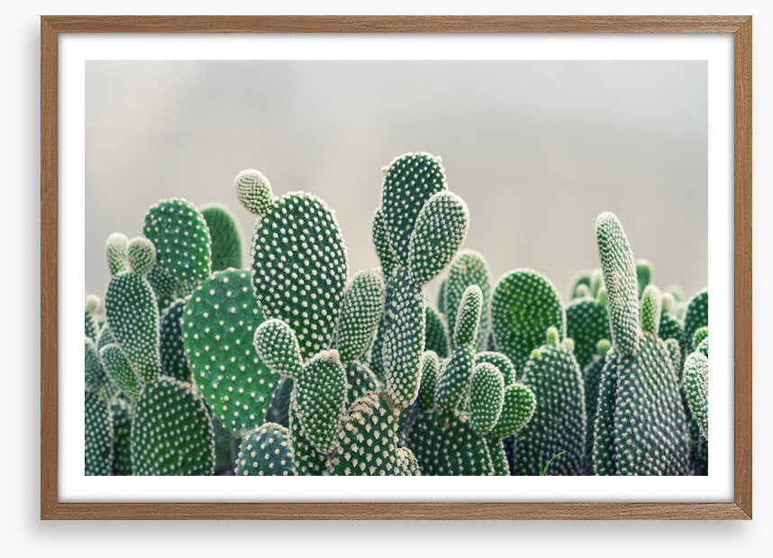 Prickly pears
