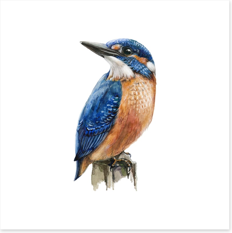 The kingfisher perch