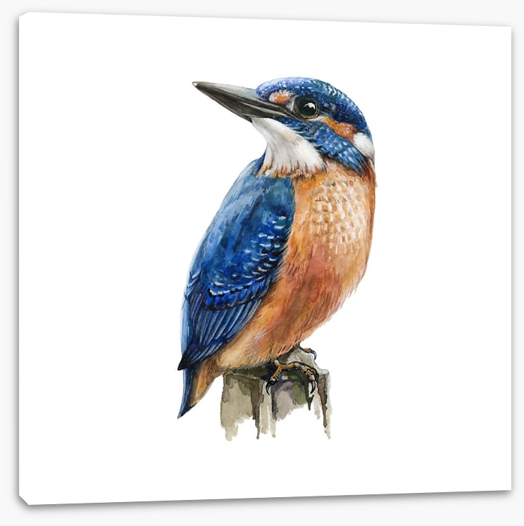 The kingfisher perch