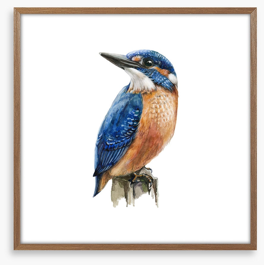 The kingfisher perch