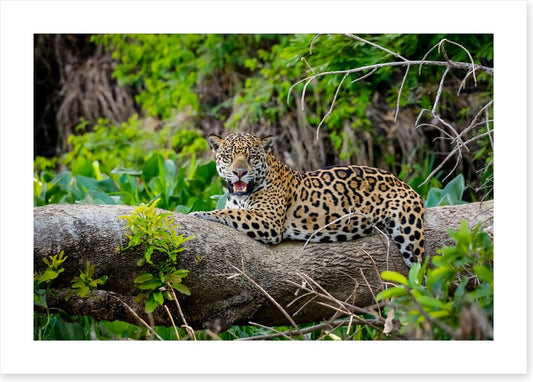 Jaguar of the jungle