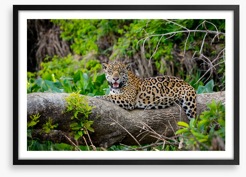 Jaguar of the jungle