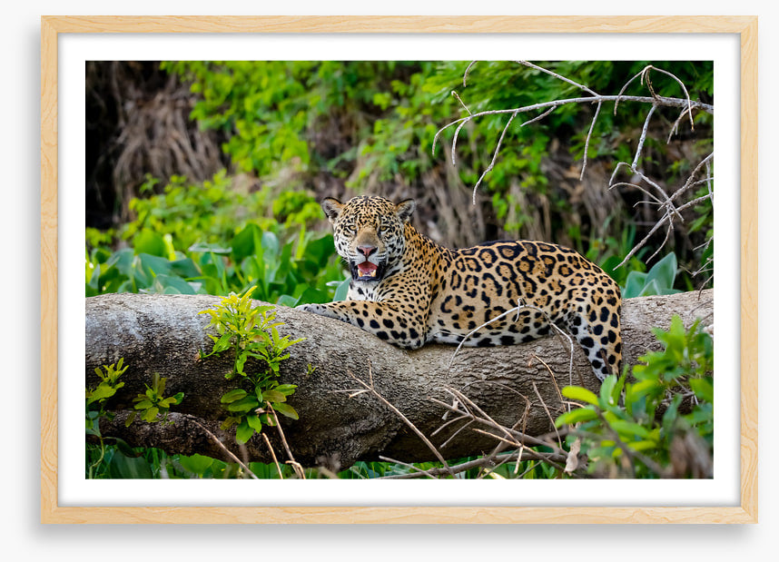 Jaguar of the jungle