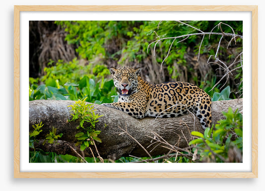 Jaguar of the jungle