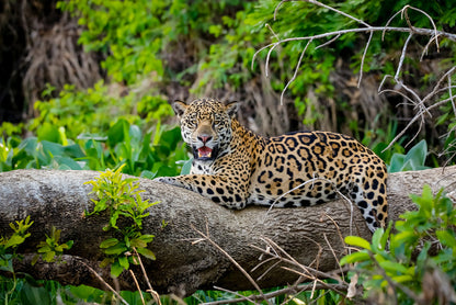 Jaguar of the jungle