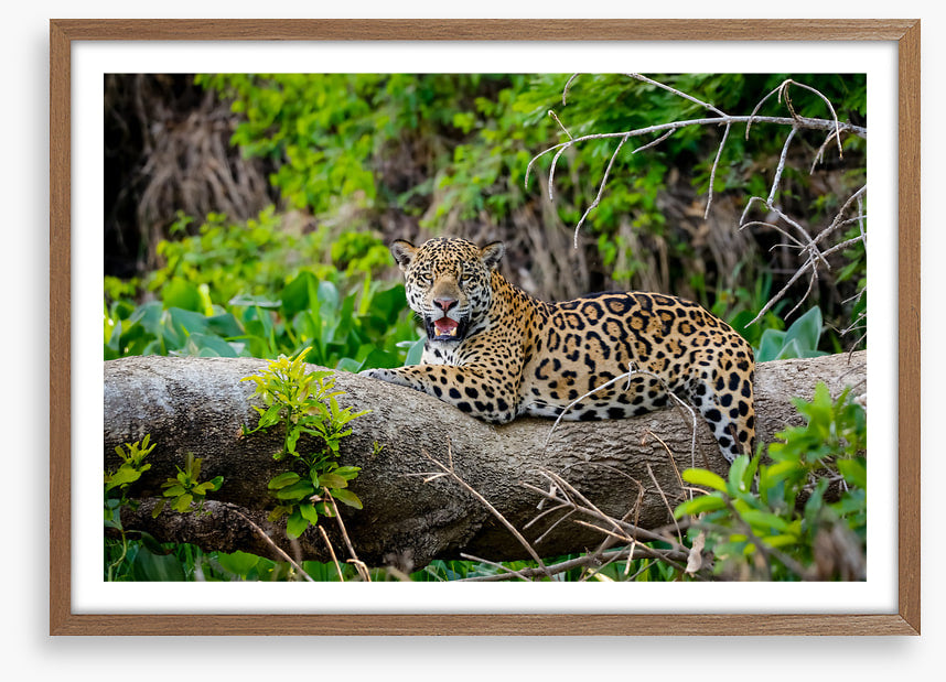 Jaguar of the jungle
