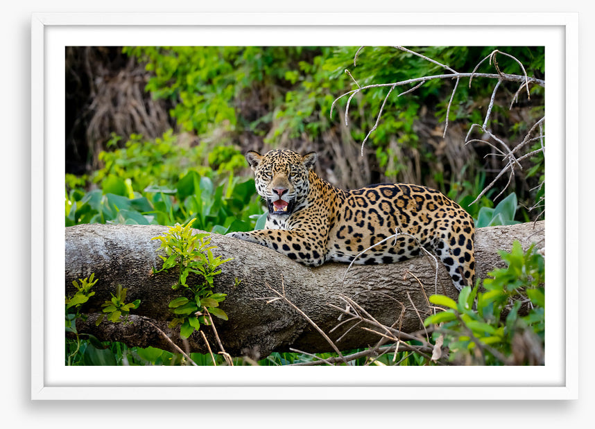 Jaguar of the jungle