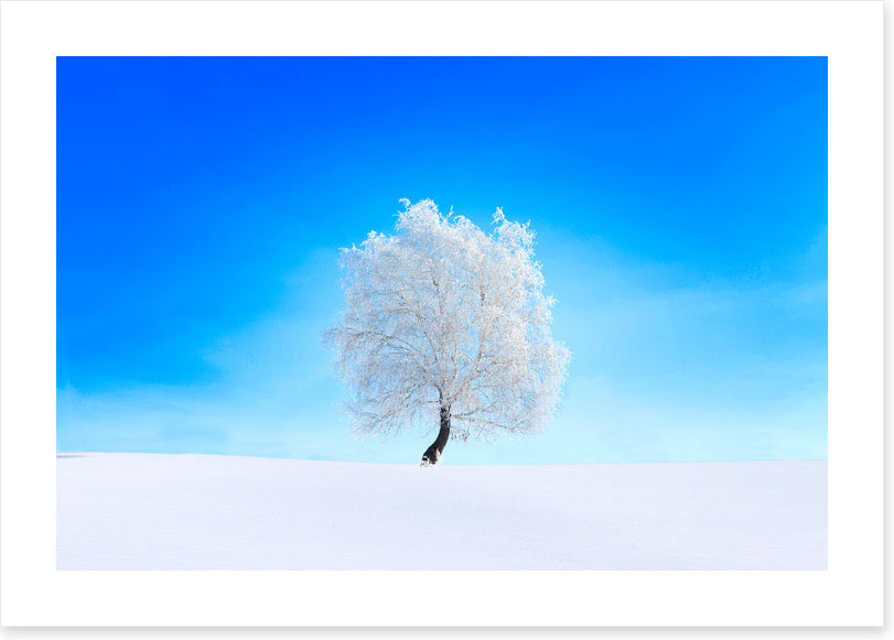 Snowy tree sky