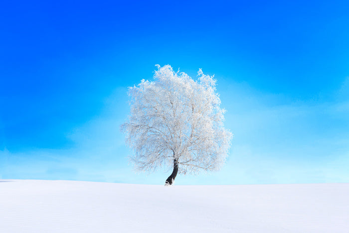 Snowy tree sky