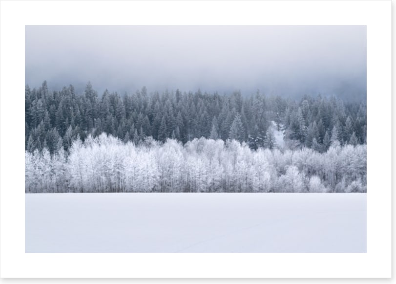Forests